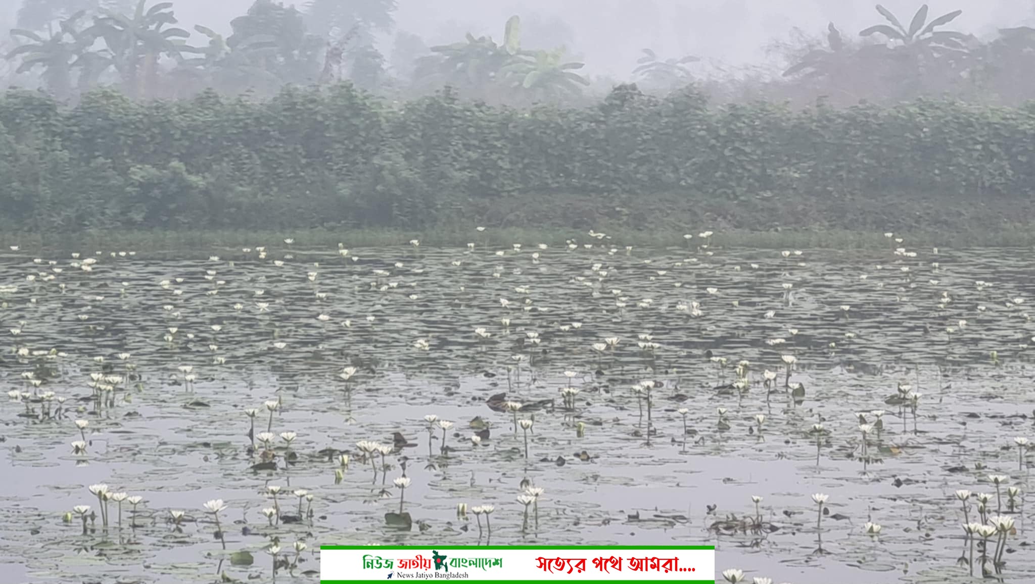 ডুমুরিয়ার গোনালী একটি পতিত জমিতে জাতীয় ফুল শাপলা স্মৃতির আসনে জায়গা নিয়েছে