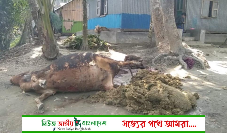 নোয়াখালীতে বৈদ্যুতিক শর্ট সার্কিটের আগুনে পুড়ে মরল ৩ গরু